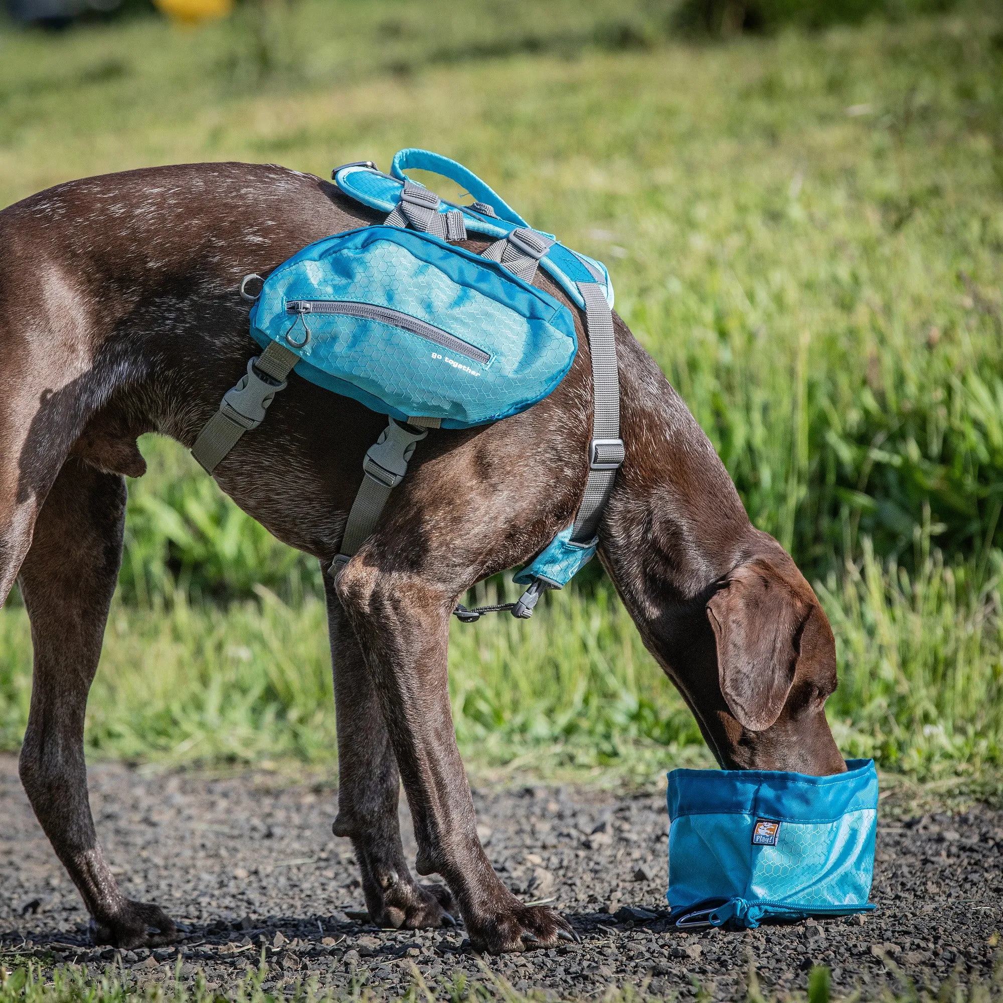 Kurgo Zippy Bowl for Dogs - Blue